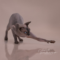 Imane