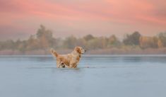Sjoerd, de Golden Retriever