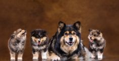 Runa en pups