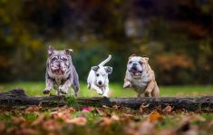 Gizmo, Hummer en Jack
