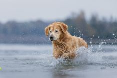 Sjoerd