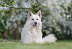 Witje