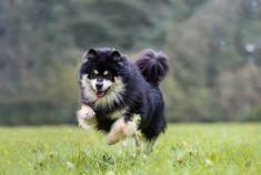 Finn in actie