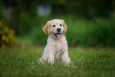 Sjoerd als puppy
