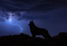 Bandhu in het onweer