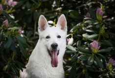 Knappe Rex
