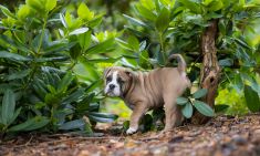 New English Bulldog Rinus
