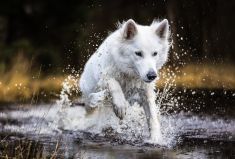 Donna plezier in het water