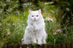 Frodo